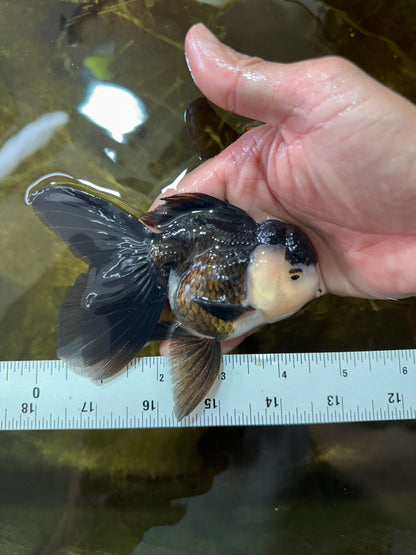 [SINGLE] Panda Oranda Male 4.5 inches #081525SO_06