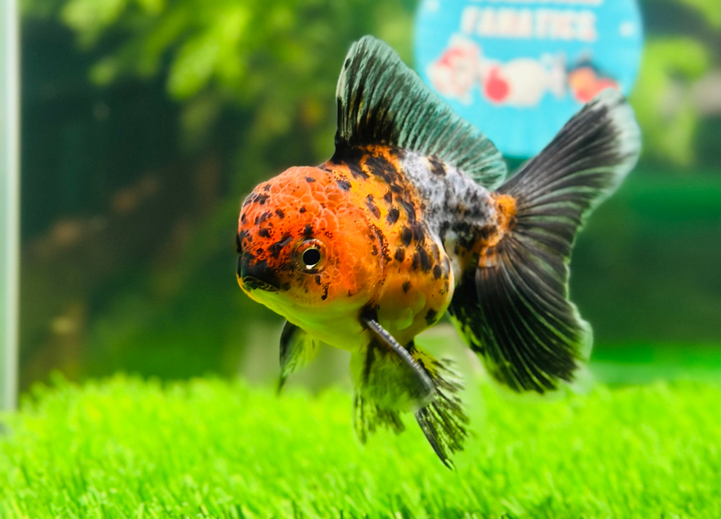 [SINGLE] Calico Oranda Male size 4 inches #112224SO_01