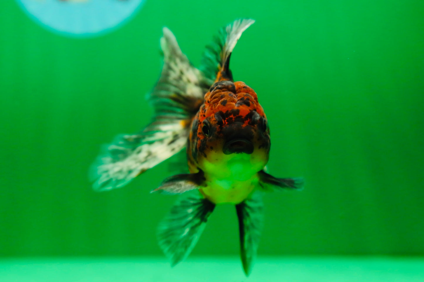 [SINGLE] Tiger Oranda Female 4.5 inches #090525SO_01