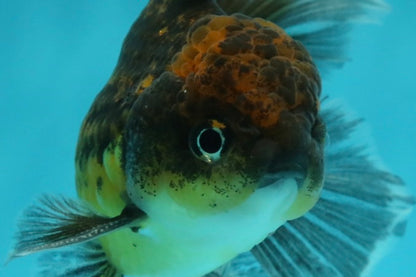 [SINGLE] Kirin Oranda Male 4-4.5 inches #112924SO_16