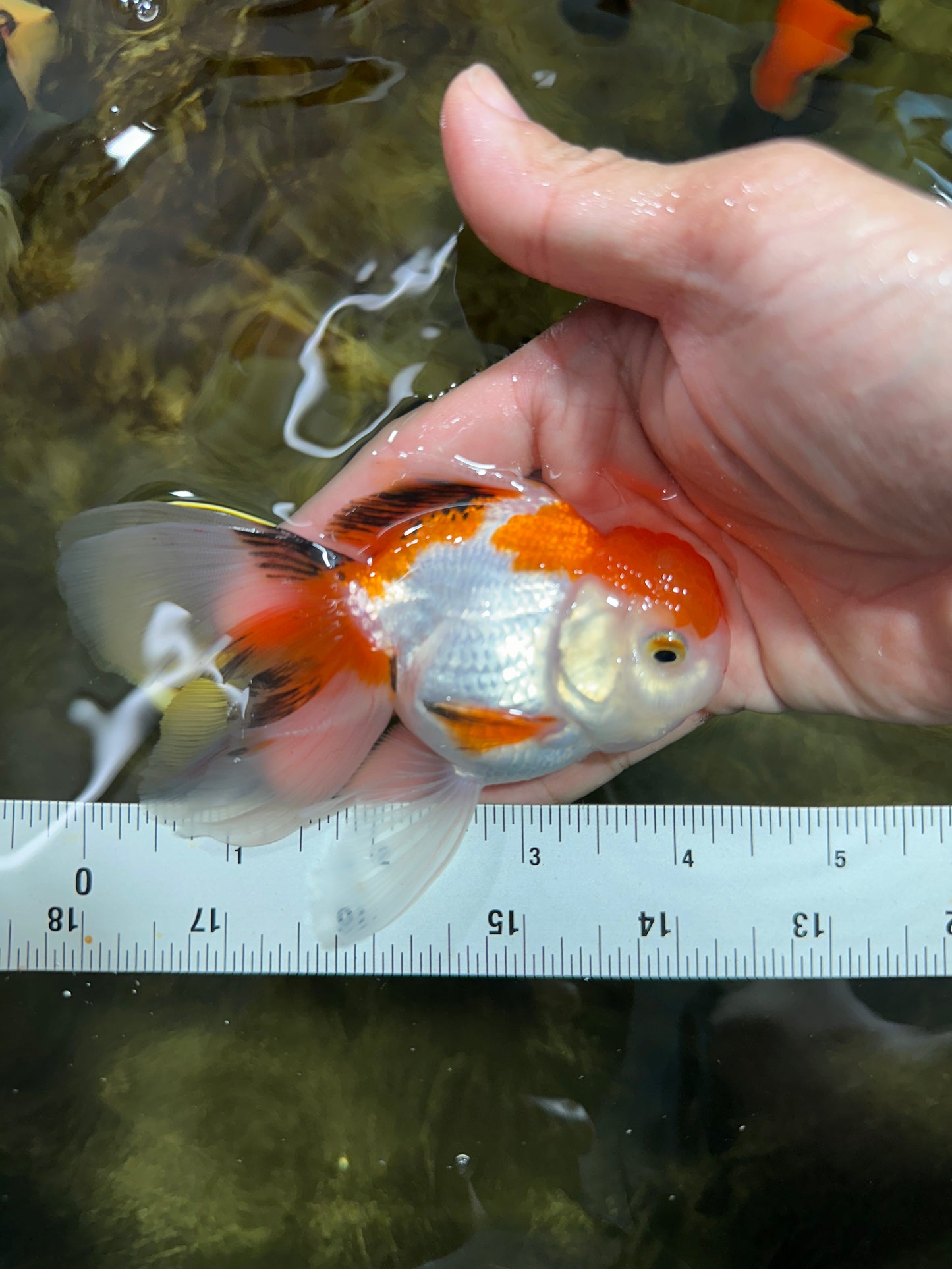 [COUPLE] Red White Male & Tricolor Female Oranda 4-4.5 inches #101025CO_08