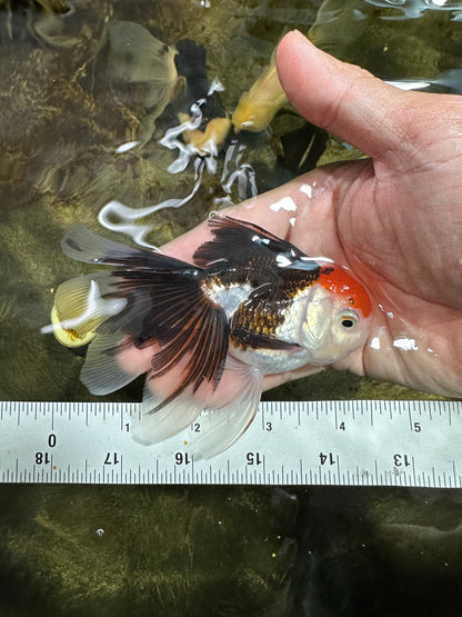 [COUPLE] Tricolor Male & Calico Female Oranda 4-4.5 inches #101025CO_07