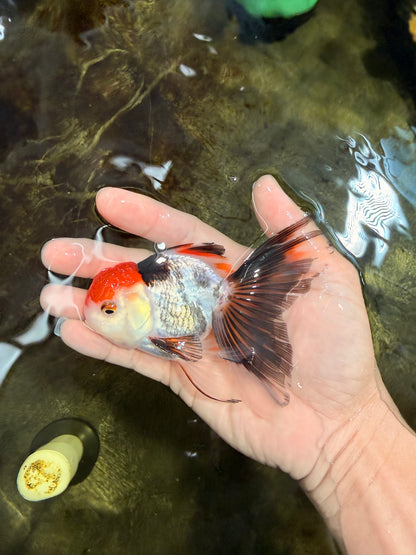 [SINGLE] Tricolor Oranda Male 4-4.5 inches #111425SO_02