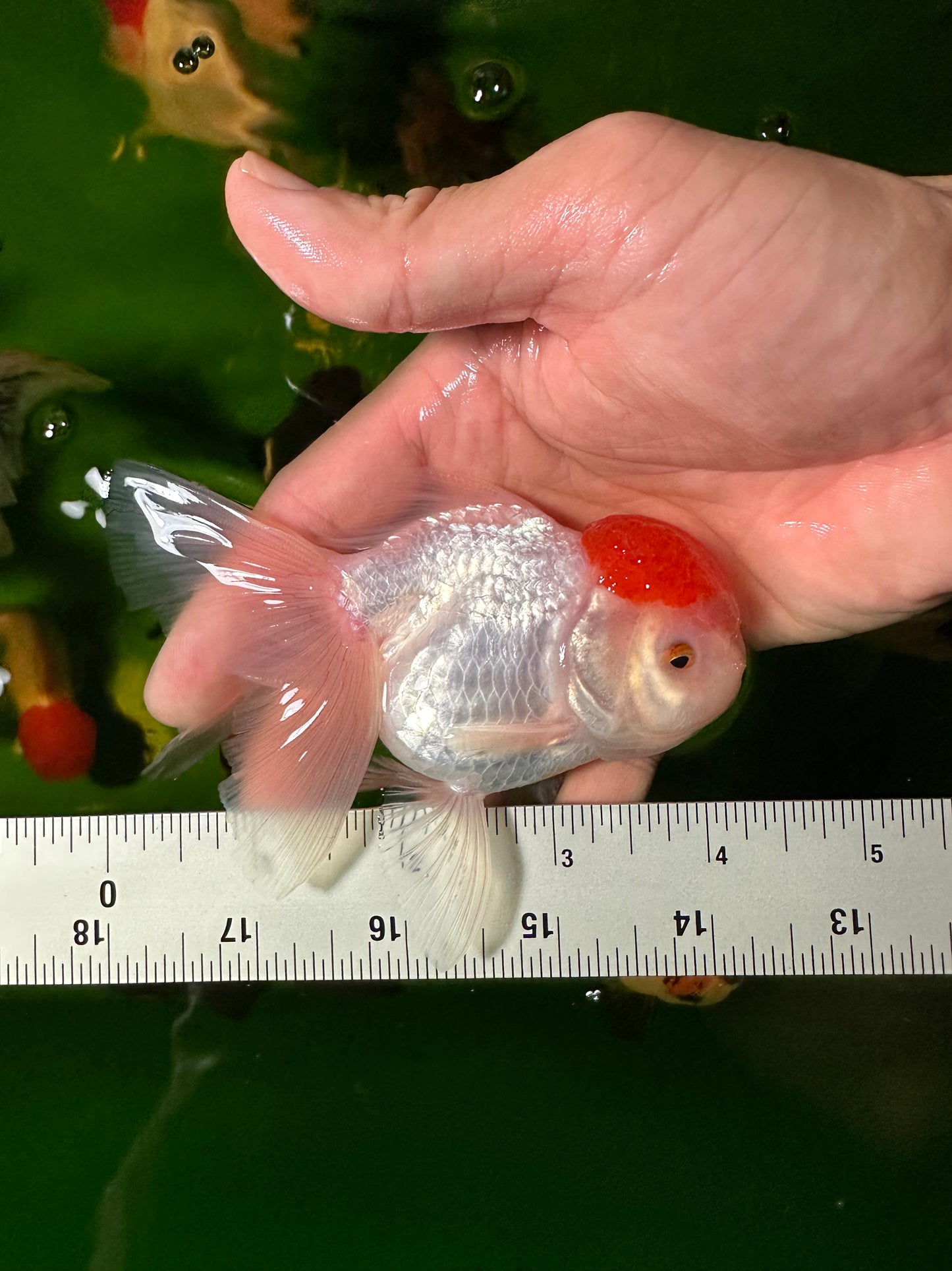 [QUAD] - Red Cap (2) Male & (2) Female 4-inches Oranda #110824SO_13