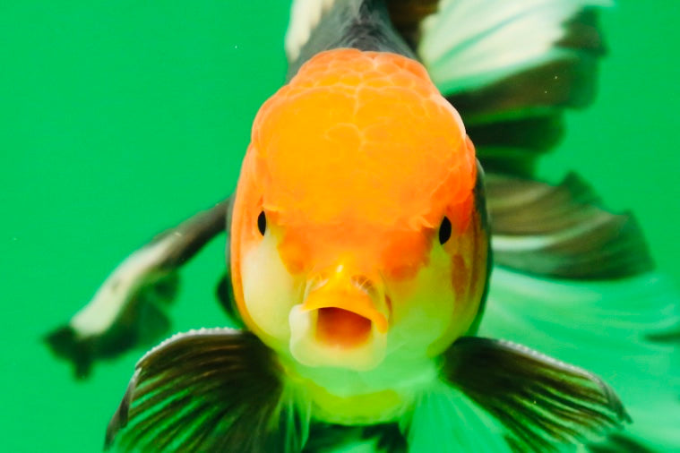 [SINGLE] Tricolor Oranda Male 4.5-5 inches #080825SO_09