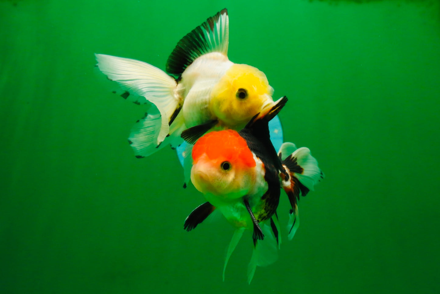 [COUPLE] Tricolor Male & Lemonhead Female 4.5 inches #091925CO_01
