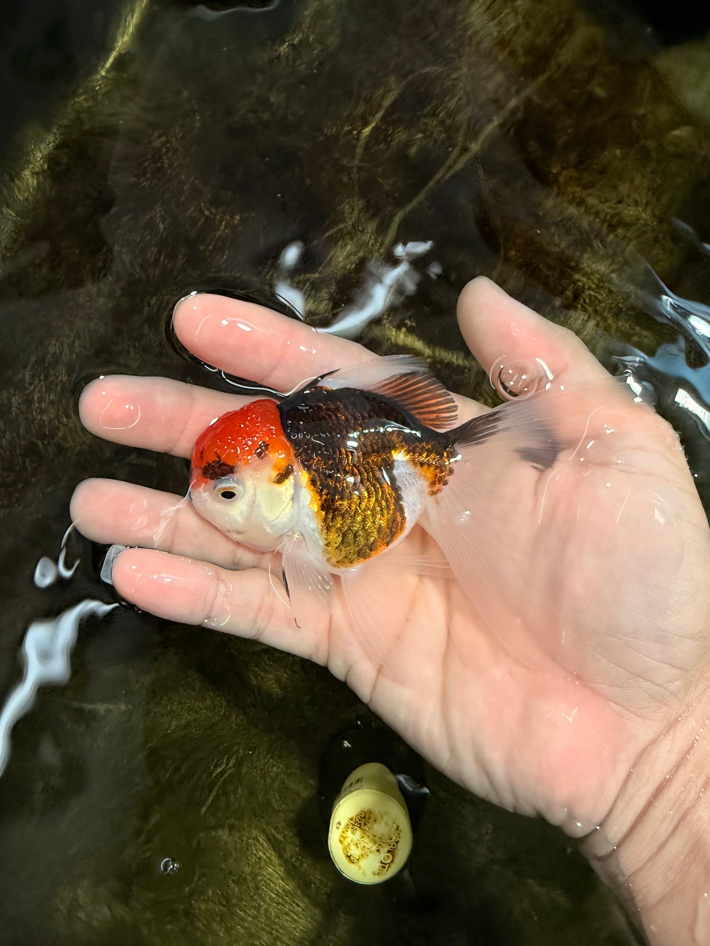 [SINGLE] Tricolor Oranda Female 4-4.5 inches #111425SO_04