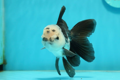 [SINGLE] Panda Oranda Male 4.5 inches #112924SO_08