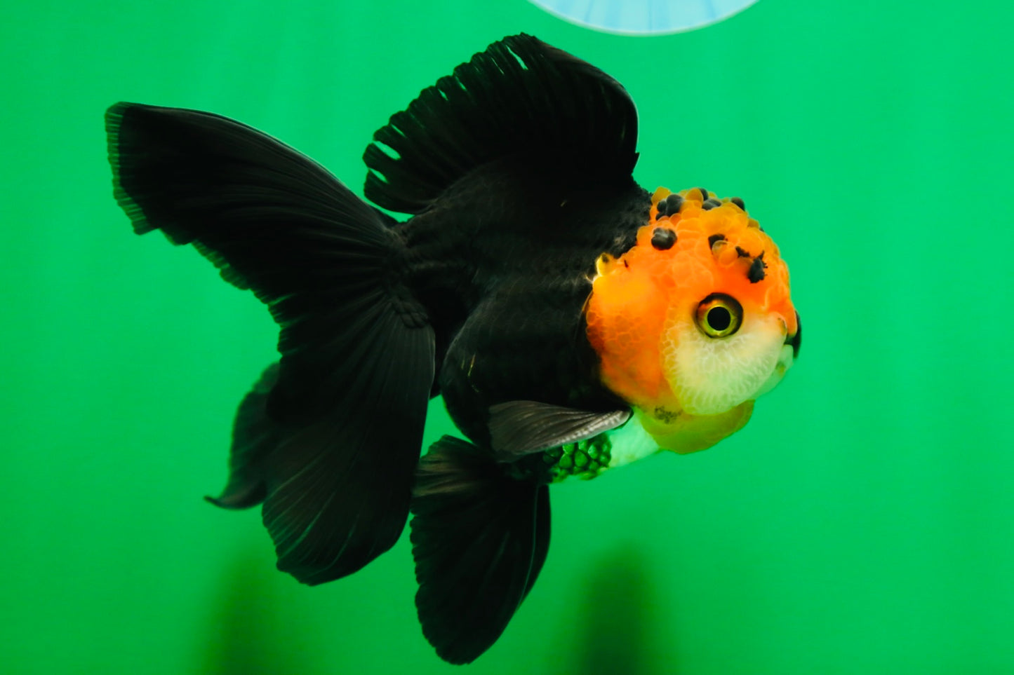 [SINGLE] Tricolor Oranda Male 4.5 inches #090525SO_03