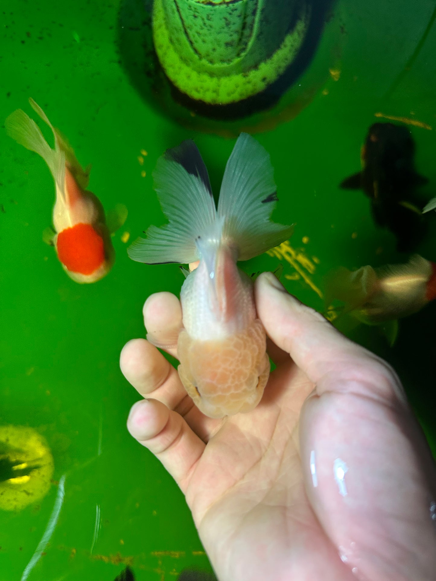 [COUPLE] - Lemonhead & Tricolor Oranda 4 inches #110824CO_17