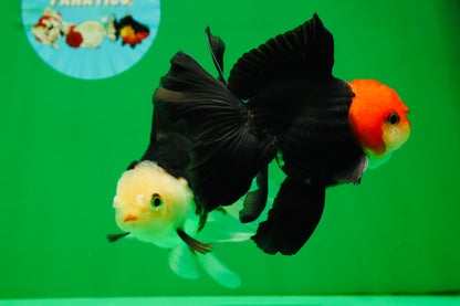 [COUPLE] Tricolor Male & Red White Female Oranda 4.5 inches #101025CO_05