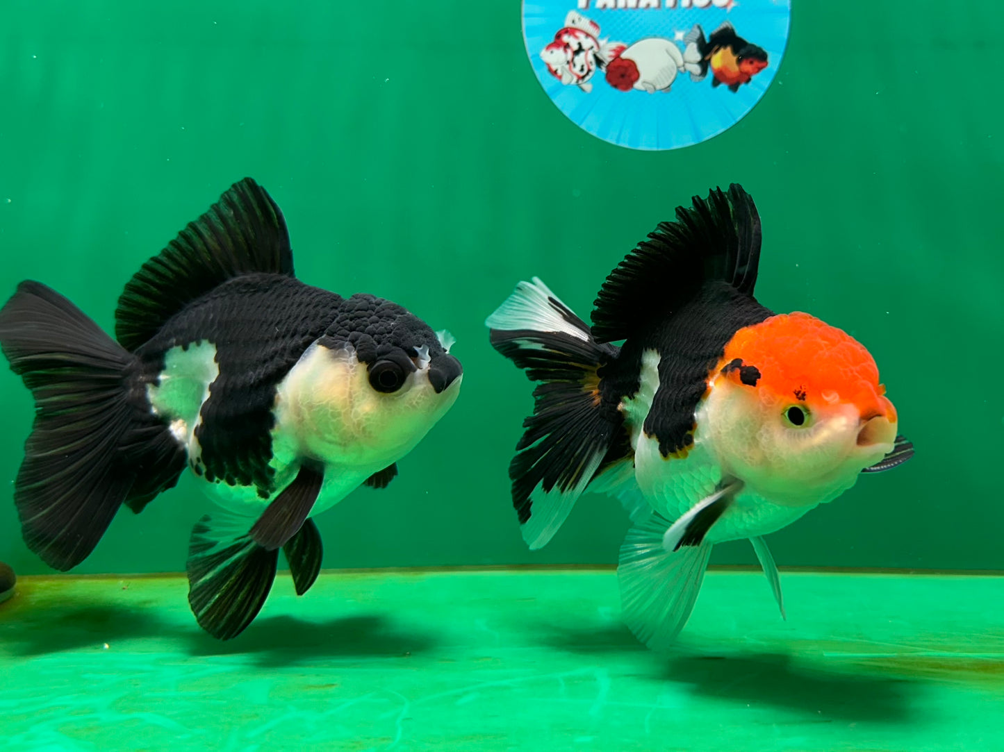 [COUPLE] Tricolor Male & Panda Female Oranda 4.5 inches #052325CO_10