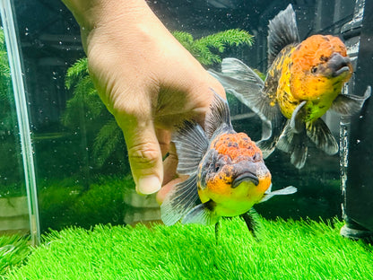 [COUPLE] Tiger & Kirin Oranda size 4-4.5 inches #111524CO_12