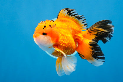 [SINGLE] Orange Oranda Male 4.5 inches #040326SO_05