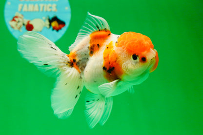 [SINGLE] Sakura Oranda Female 4.5-5 inches #041825SO_07