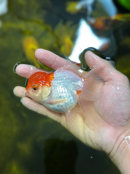 [SINGLE] Red Cap Oranda Female 4 inches #112924SO_19