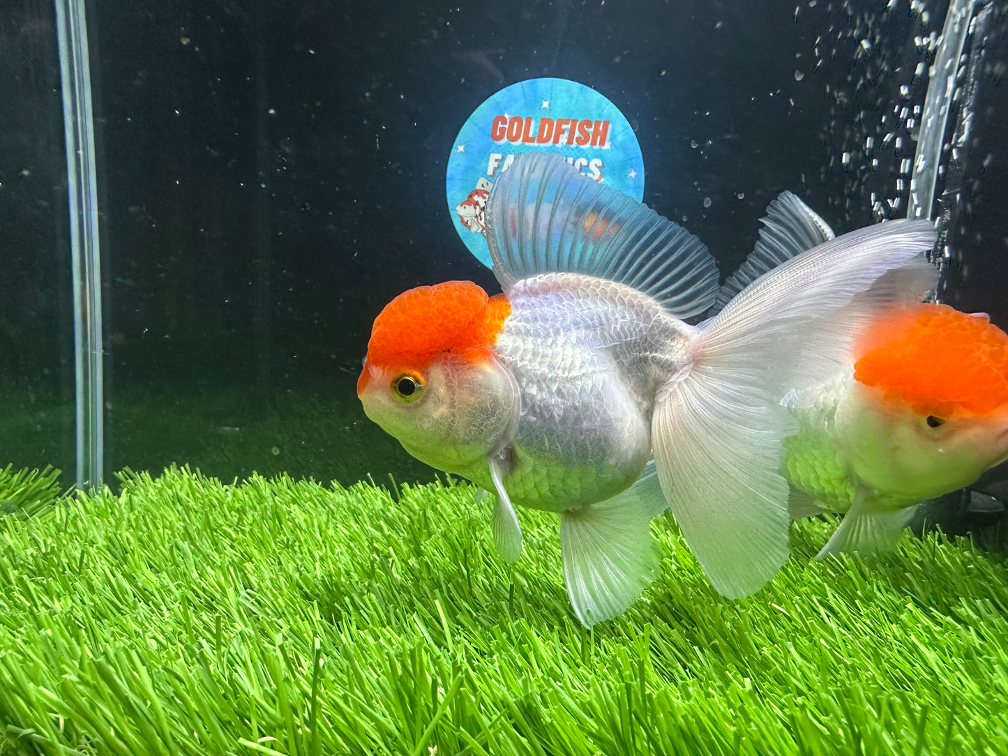 [COUPLE] Red Cap Male & Female 4-4.5 inches #110824CO_14