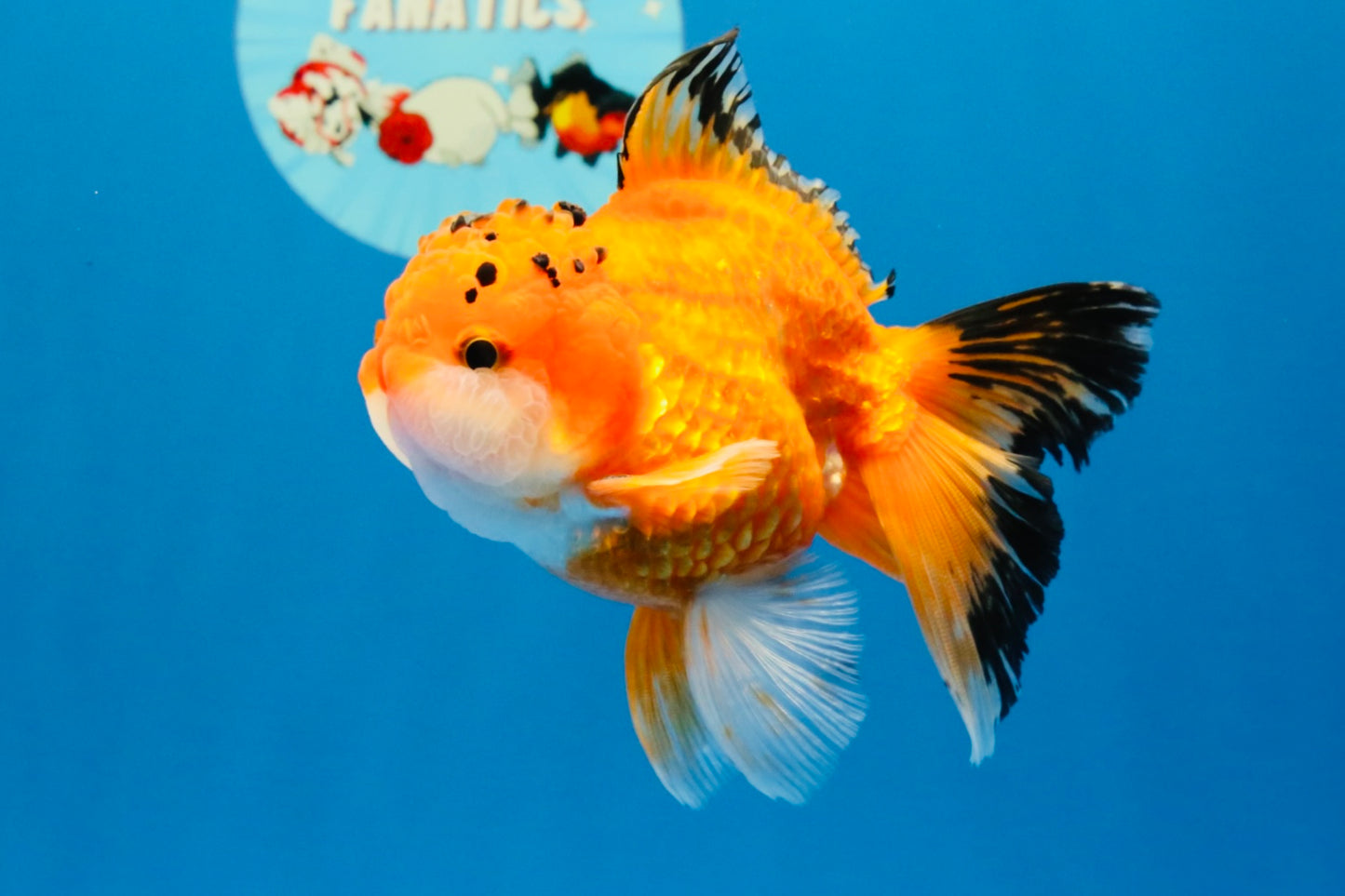 [SINGLE] Orange Oranda Male 4.5 inches #040326SO_05
