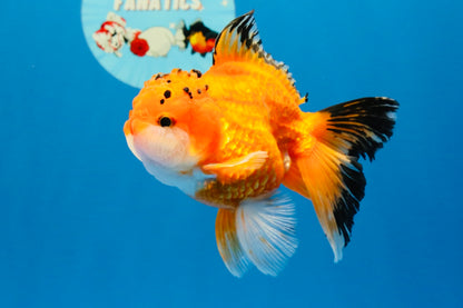 [SINGLE] Orange Oranda Male 4.5 inches #040326SO_05