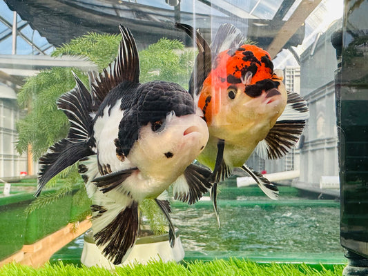 [COUPLE] Panda & Tricolor Oranda size 4.5 inches #111524CO_02