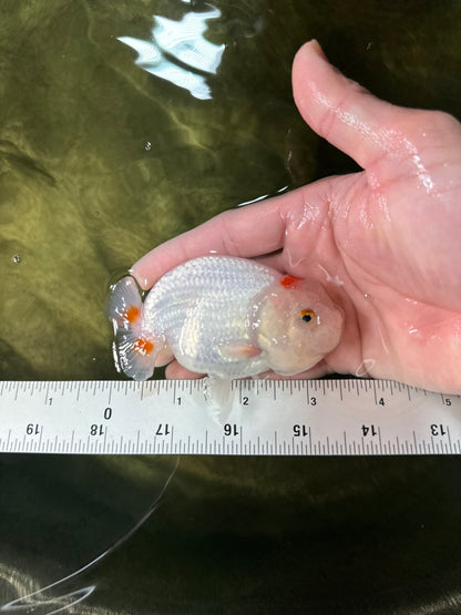 [COUPLE] Red White Male & Orange Female 3-3.5 inches #050225CL_12