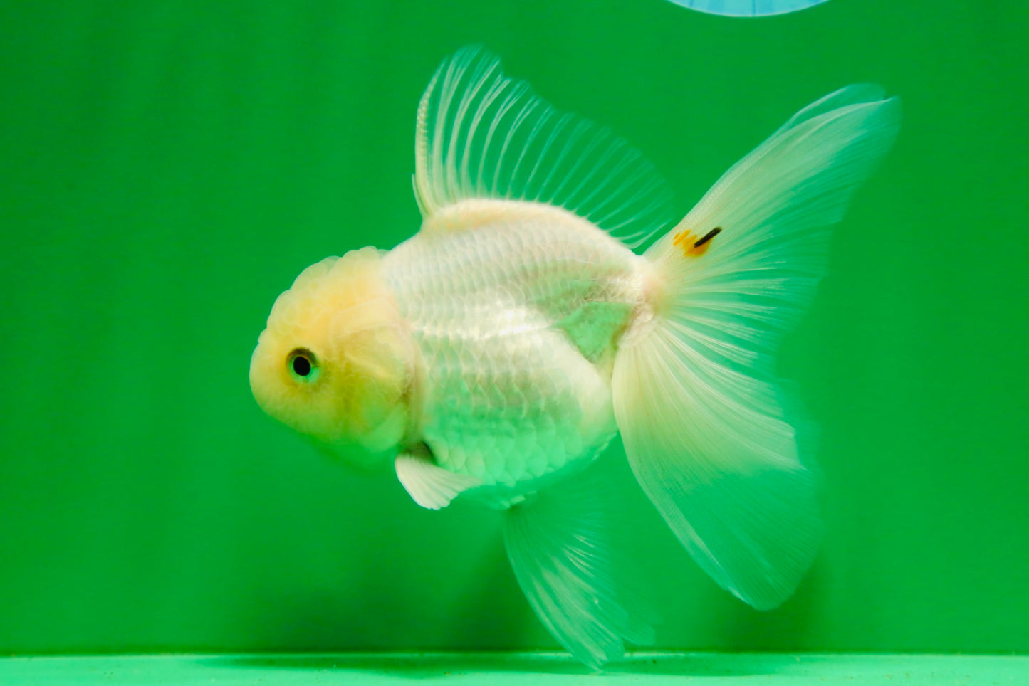 [SINGLE] White Oranda Female 5 inches #081525SO_10