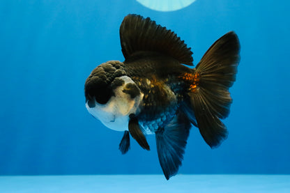 [SINGLE] Panda Oranda Male 4-4.5 inches #041026SO_07