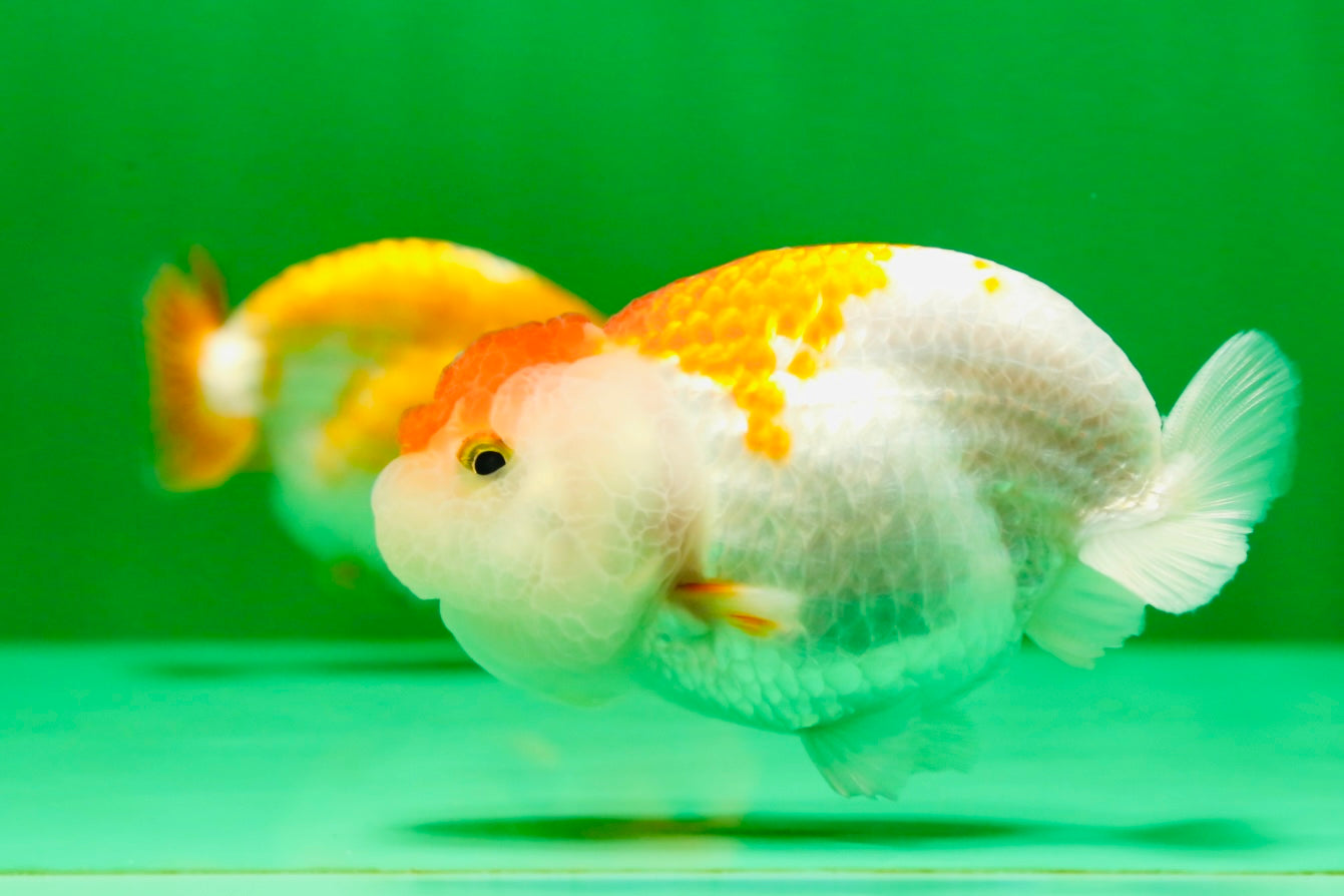 [COUPLE] Red White Lionchu Gender : Unknown 3 inches #041125_10