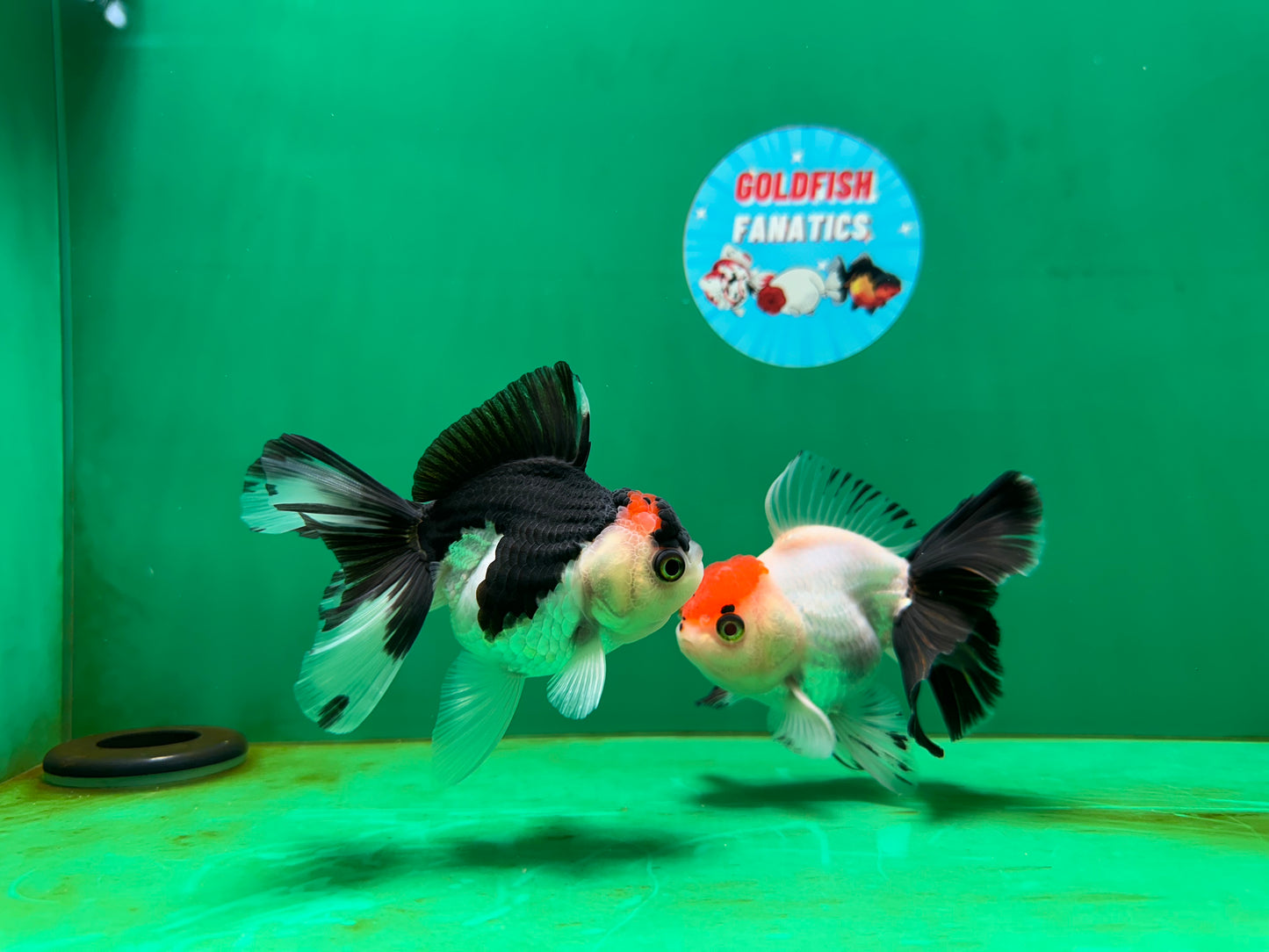 [COUPLE] Red Head Male & Tricolor Button Eyes Female Oranda 4 inches #052325CO_07