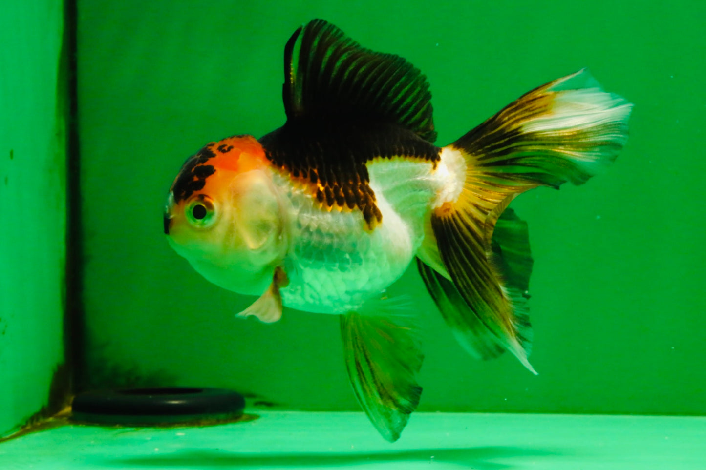 [SINGLE] Tricolor Oranda Female 4.5 inches #112125SO_08