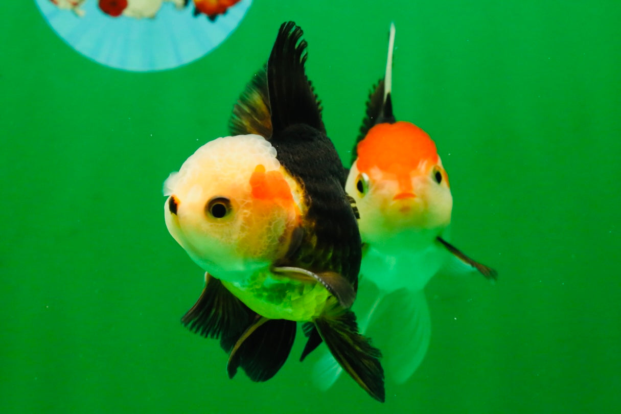 [COUPLE] White Head Male & Red Head Tricolor Female 4-4.5 inches #091925CO_05