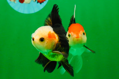 [COUPLE] White Head Male & Red Head Tricolor Female 4-4.5 inches #091925CO_05