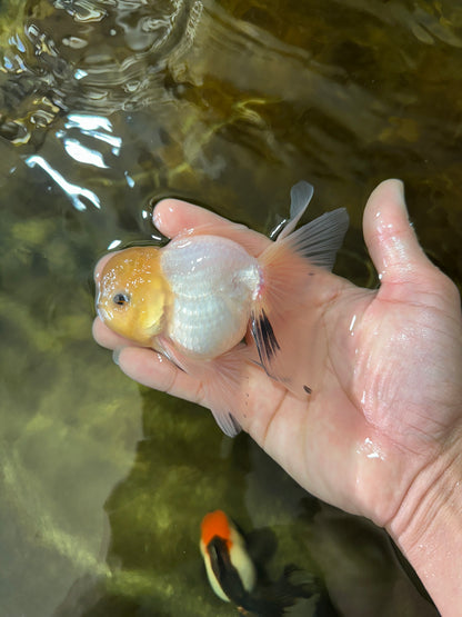 [SINGLE] White Button Eyes Oranda Male 4-4.5 inches #080125SO_15