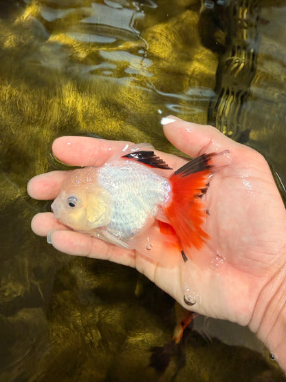 [SINGLE] Tricolor Oranda Male 4 inches #032026SO_05