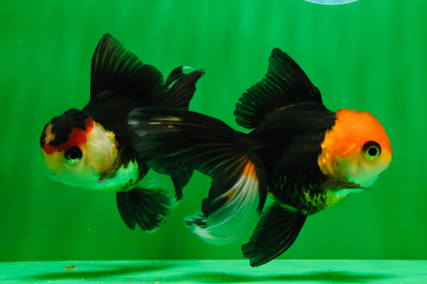 [COUPLE] Tricolor Oranda Male & Female 4-4.5 inches #101025CO_01