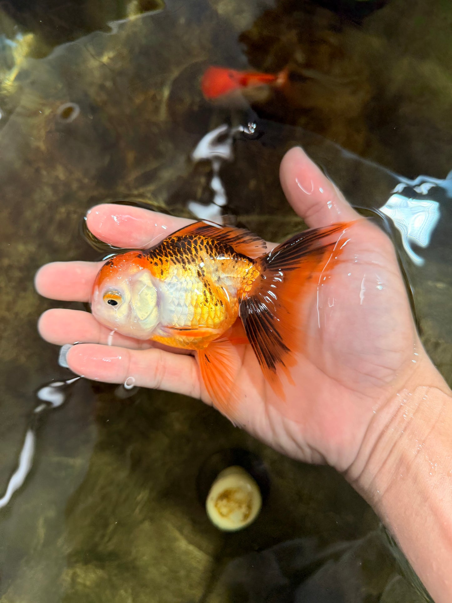 [SINGLE] Tricolor Oranda Female 4.5-5 inches #112125SO_06