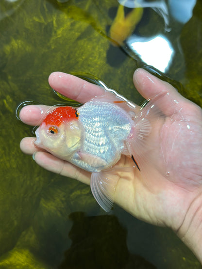 [SINGLE] Tancho Oranda Male 4.5 inches #112924SO_12