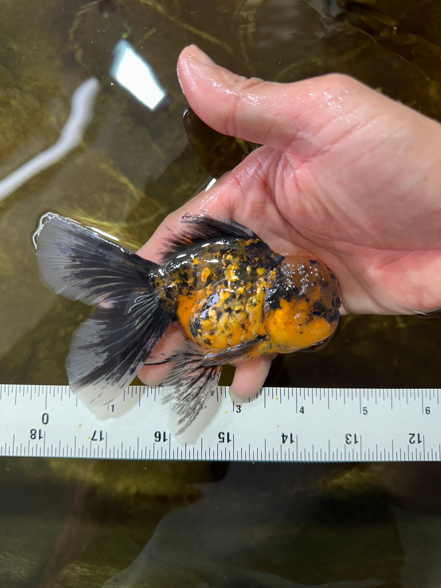 [SINGLE] Tiger Oranda Male 4.5 inches #081525SO_05