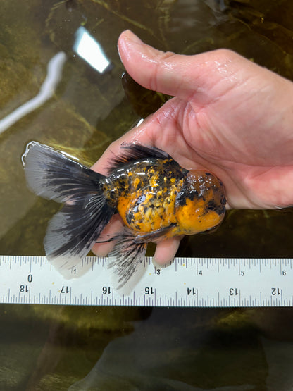 [SINGLE] Tiger Oranda Male 4.5 inches #081525SO_05