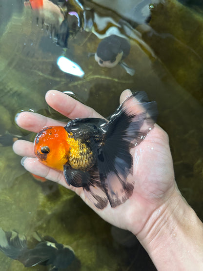 [SINGLE] Apache Button Eyes Male Oranda 4.5 inches #080125SO_04