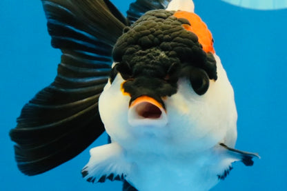 [SINGLE] Tricolor Oranda Female 4-4.5 inches #041026SO_05