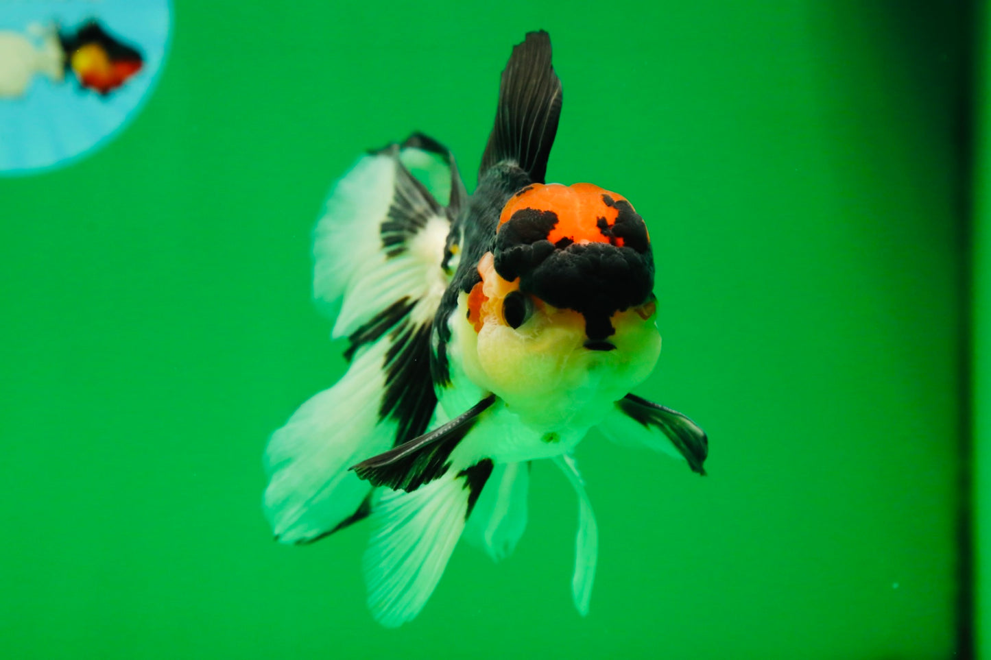[SINGLE] Tricolor Oranda Male 4.5-5 inches #082225SO_09
