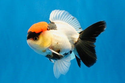 [SINGLE] Tancho Tricolor Oranda Male 4-4.5 inches #031326SO_05