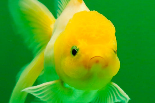 [SINGLE] Cute Lemonhead Oranda Male 4 inches #013125SO_16