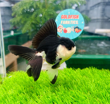 [SINGLE] Panda Oranda Male size 4 inches #112224SO_08