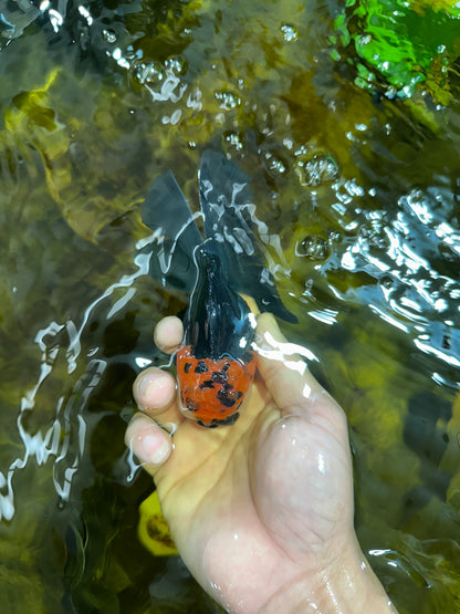 [SINGLE] Tricolor Oranda Male 4.5 inches #090525SO_03