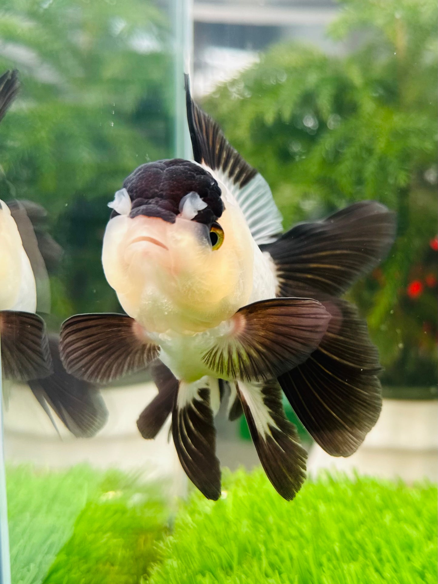 [SINGLE] Panda Oranda Female size 4.5 inches #112224SO_09