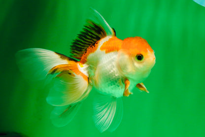 [COUPLE] Red White Male & Tricolor Female Oranda 4-4.5 inches #101025CO_08