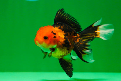 [SINGLE] Apache Oranda Female 4 inches #081525SO_09