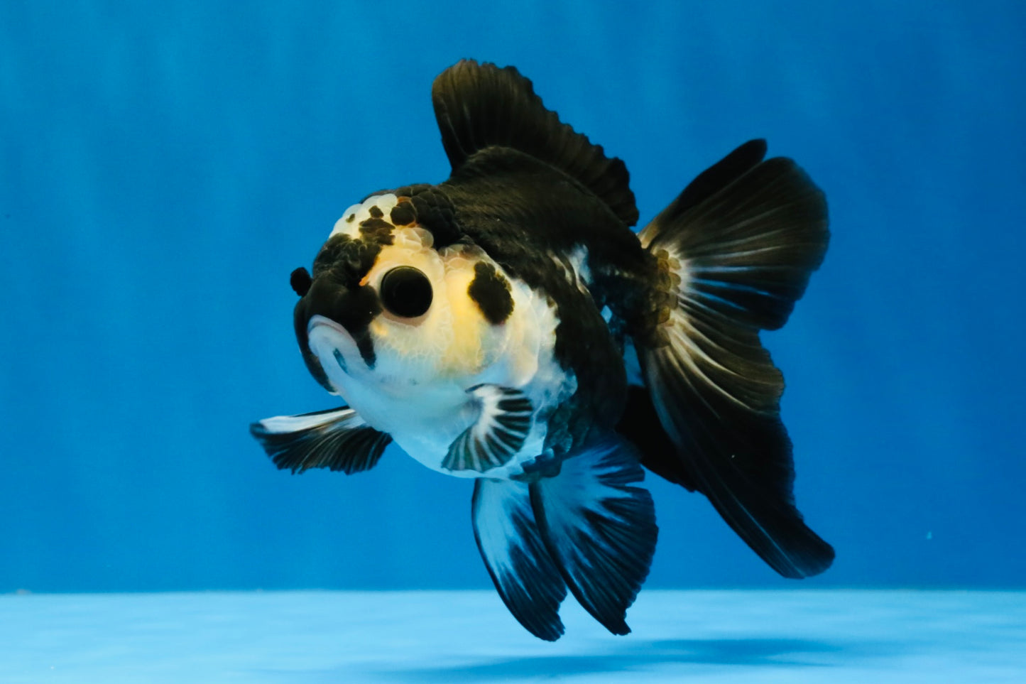[SINGLE] Panda Oranda Female 4-4.5 inches #041026SO_03